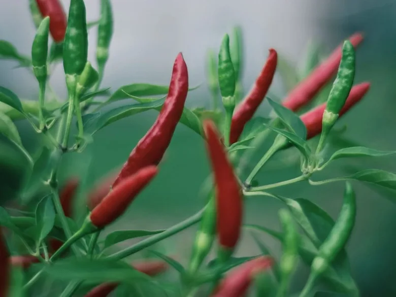 Chili