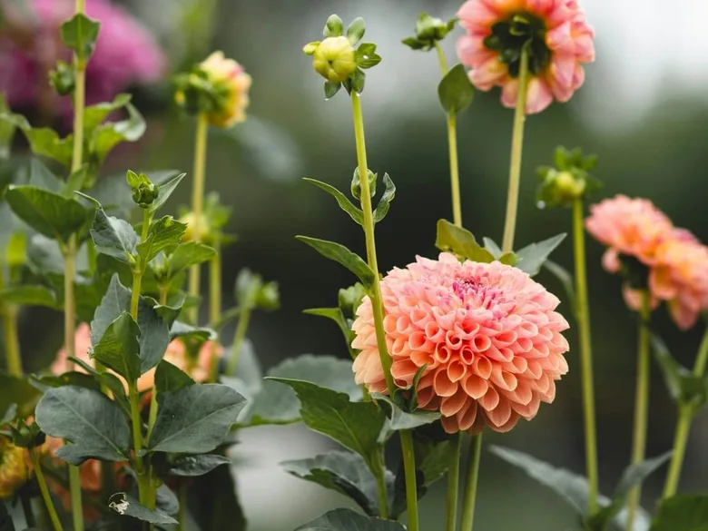Dahlia