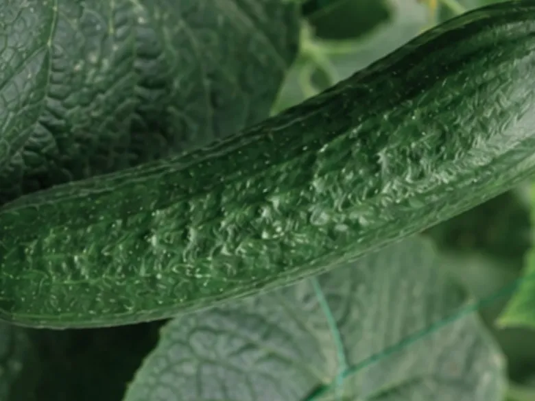 Detalje af Marketmore — udsnit