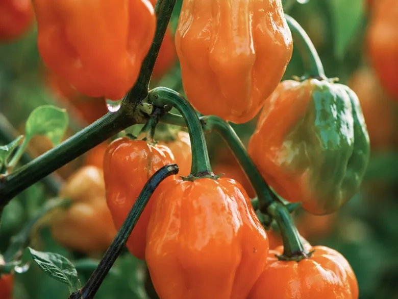Klase af Habanero-frugter