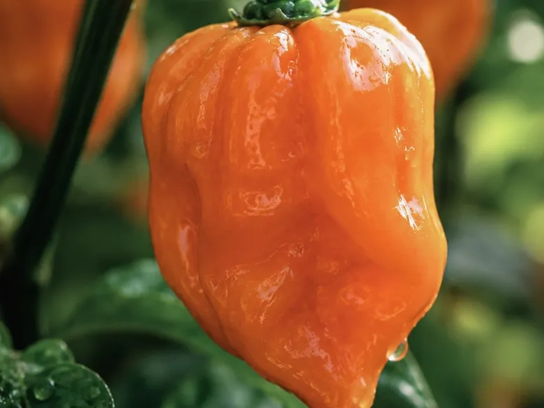 Overflade på Habanero-frugt