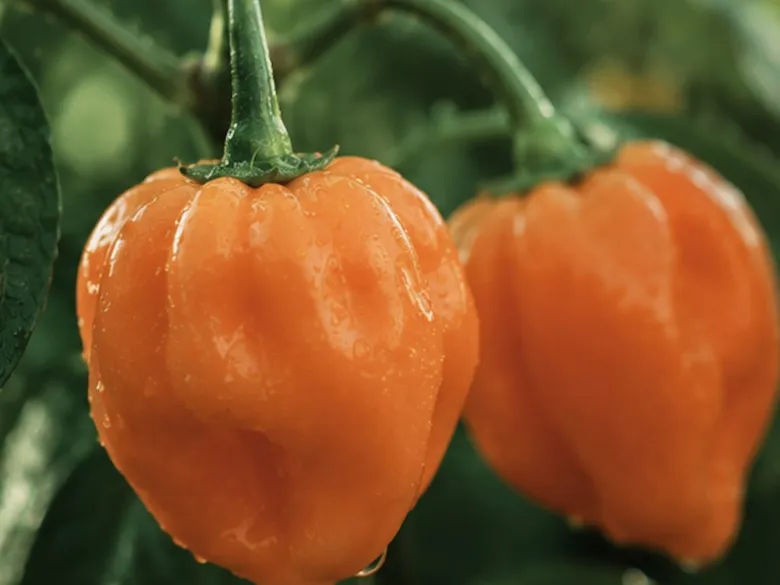 To modne Habanero-frugter