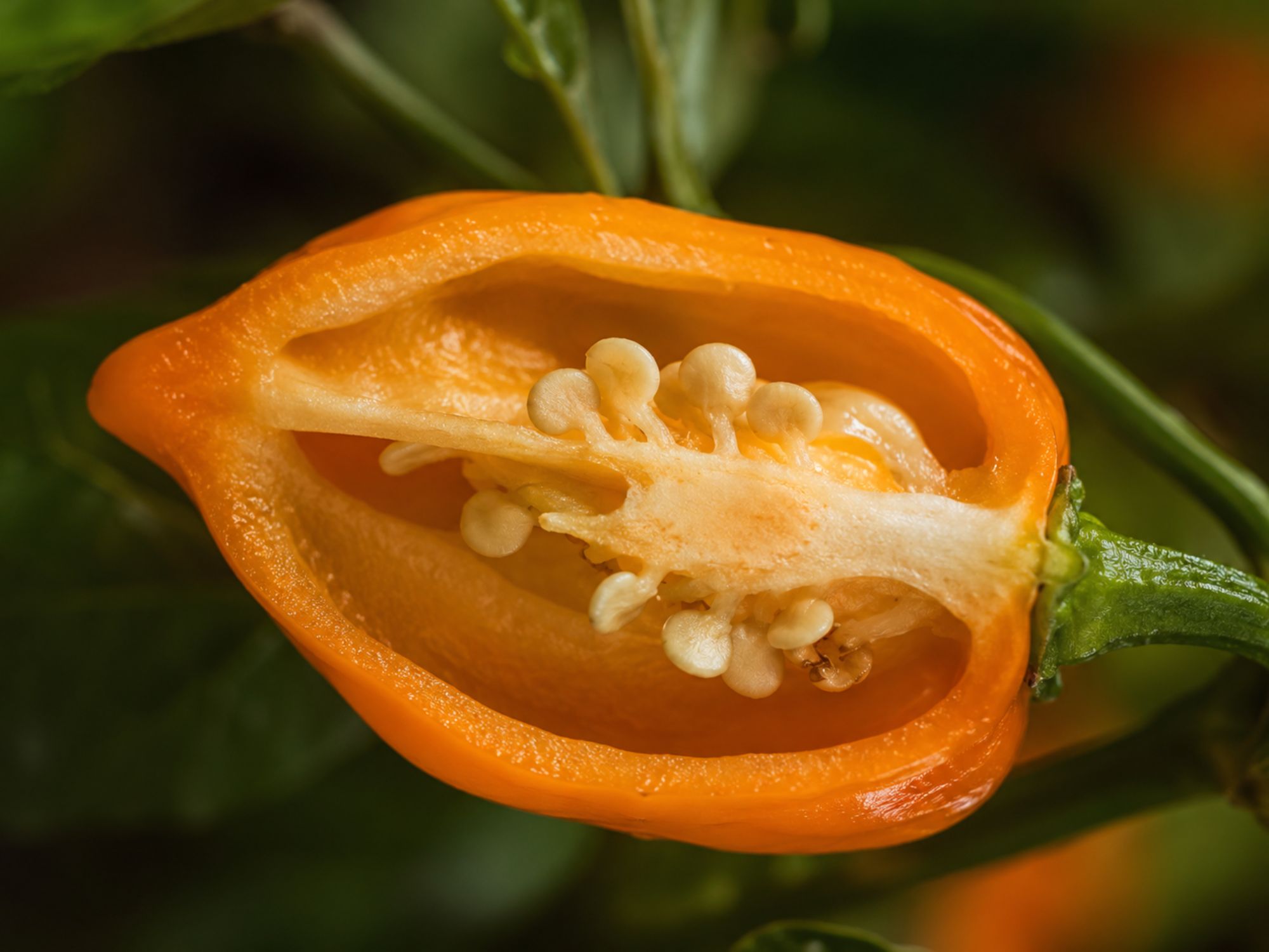 Tværsnit af Habanero, anden vinkel