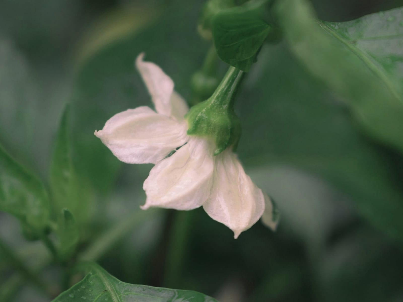 Åben chiliblomst
