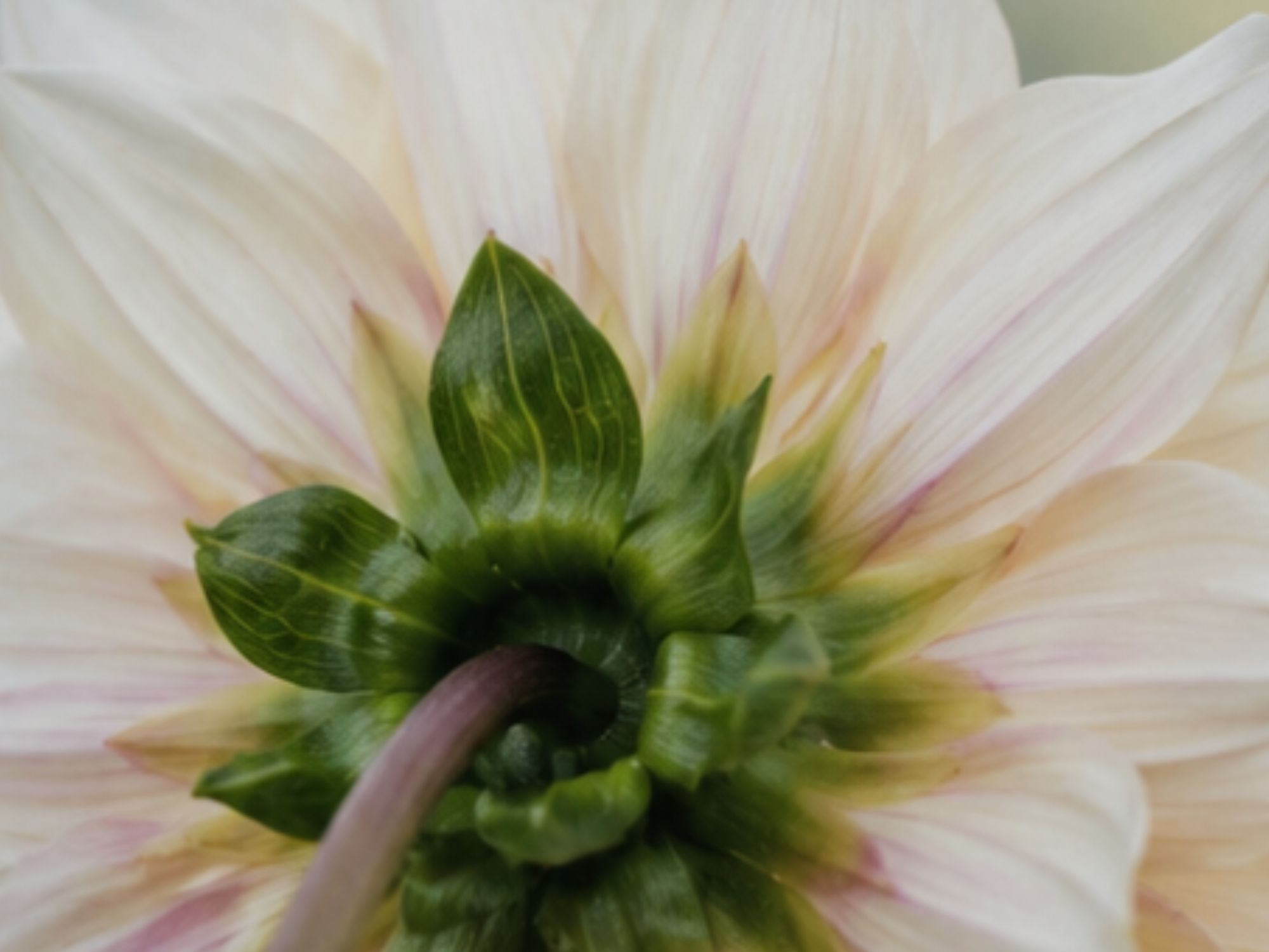 Bagside af Café au Lait-blomst