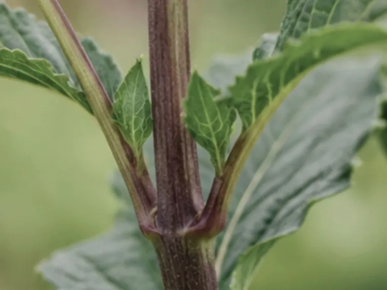 Stængel på Café au Lait-plante