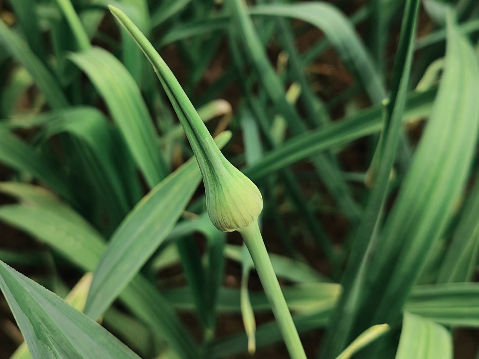 Krøllet hvidløgs-scape på spring