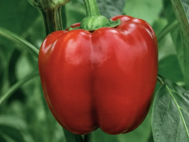 Moden California Wonder-frugt