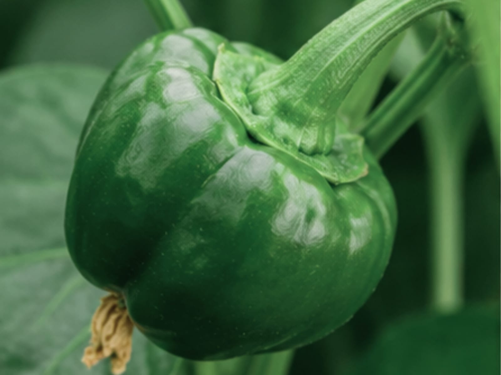 Umoden California Wonder på planten