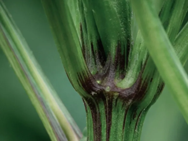 Stængel på Corno-plante