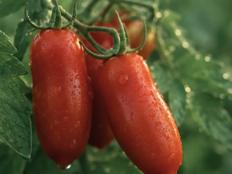 Klase af modne San Marzano