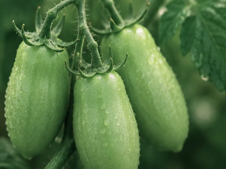 Klase af umodne San Marzano