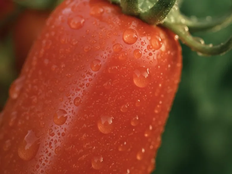 Overflade på San Marzano-frugt