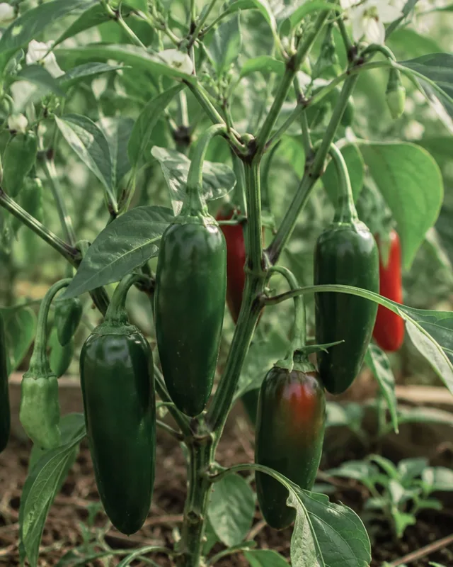 Early Jalapeño