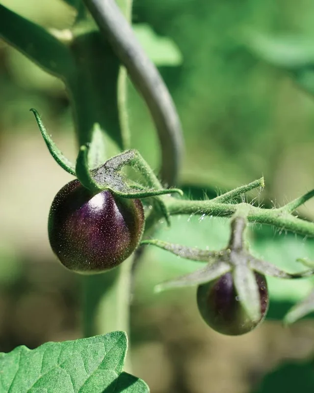 Black Cherry